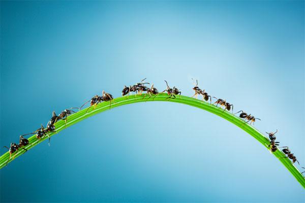 Ameisenteam auf Grashalm